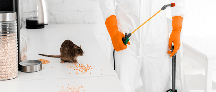 Rodent Control Services